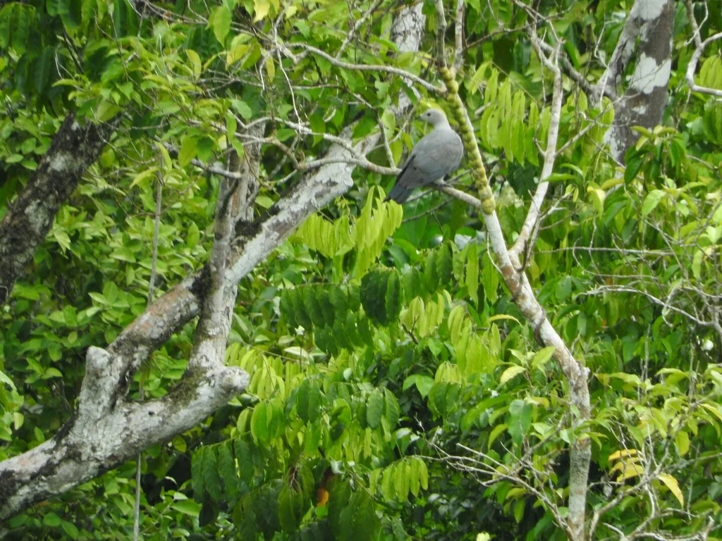 马来皇鸠(Ducula pickeringii)