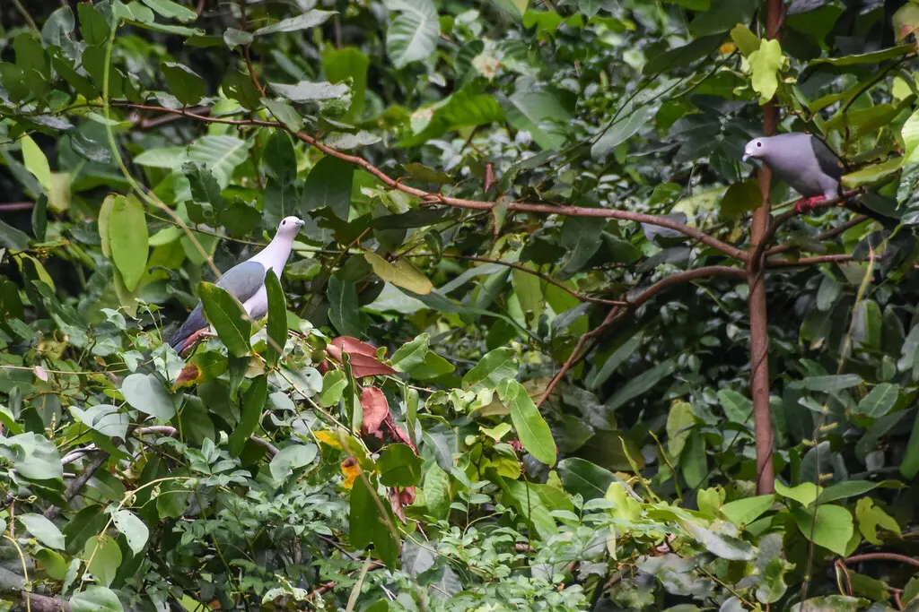 灰皇鸠(Ducula pistrinaria)