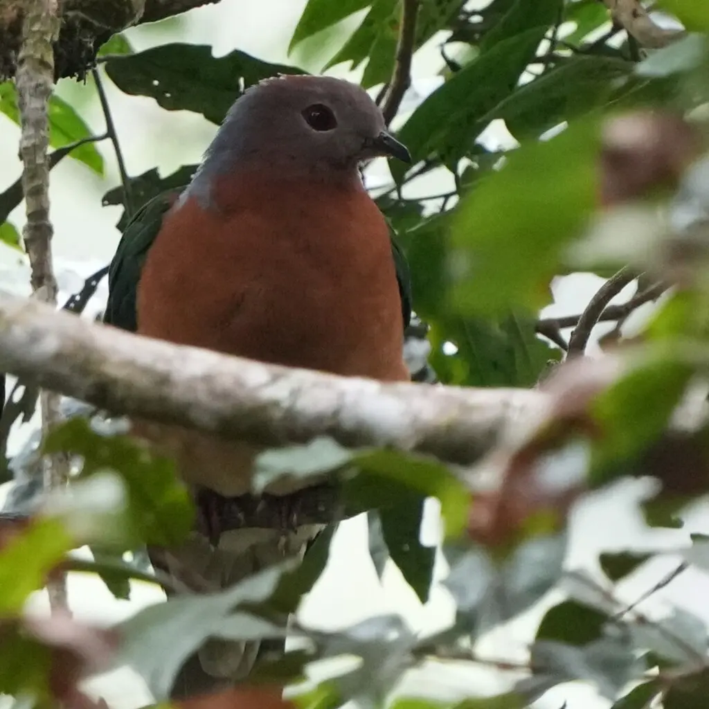 紫尾皇鸠(Ducula rufigaster)