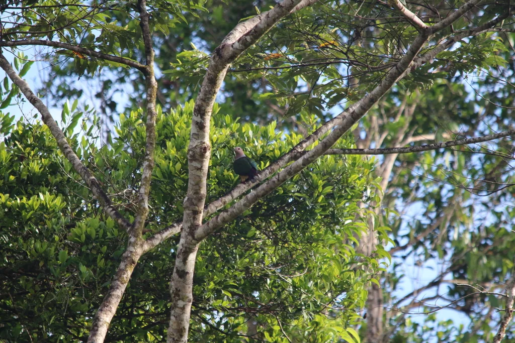 紫尾皇鸠(Ducula rufigaster)