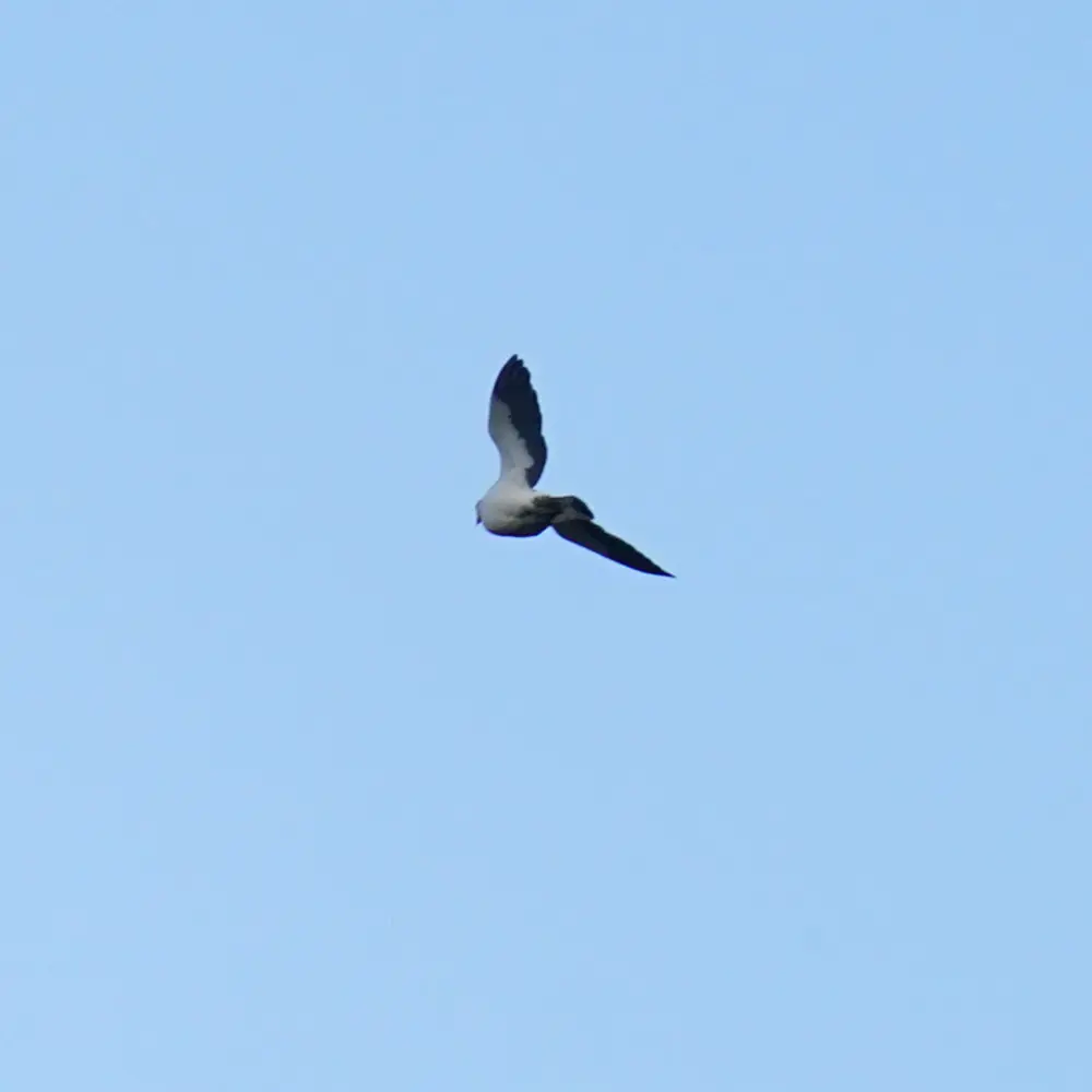 澳洲斑皇鸠(Ducula spilorrhoa)