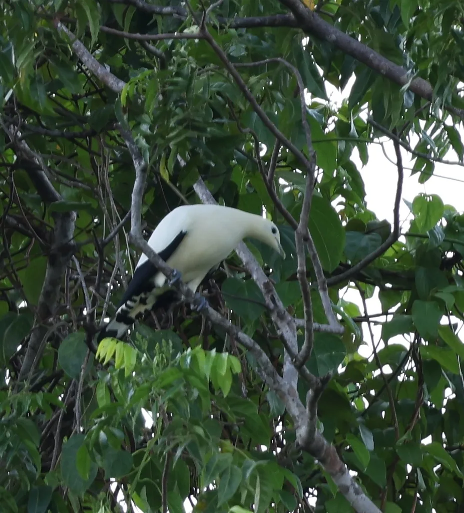 淡黄皇鸠(Ducula subflavescens)