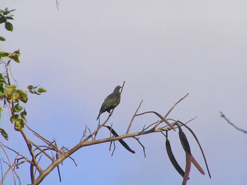圣诞岛皇鸠(Ducula whartoni)