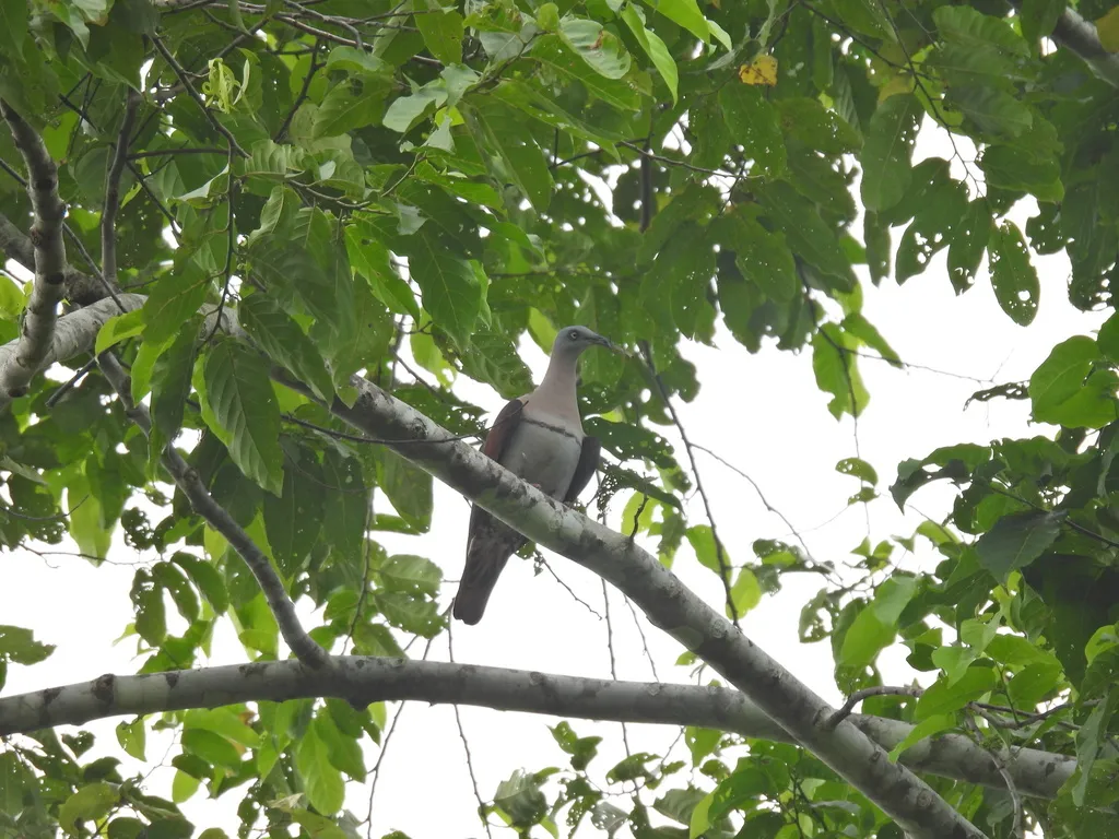 横斑皇鸠(Ducula zoeae)
