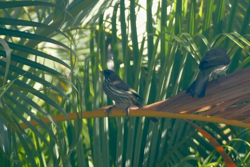 棕榈䳭(Dulus dominicus)