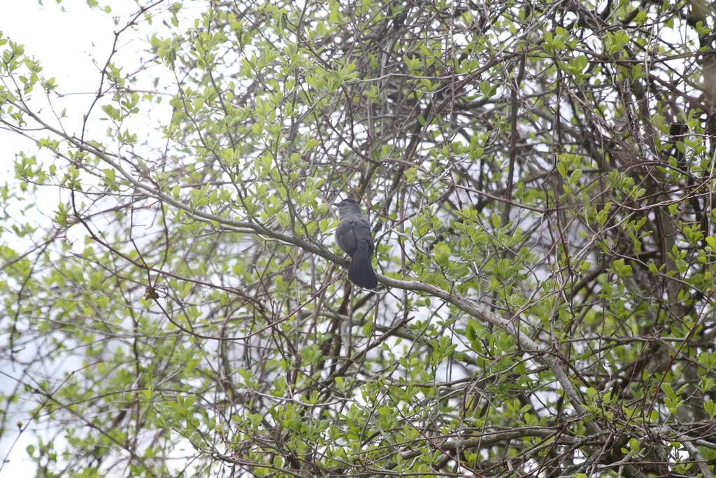 灰嘲鸫（Dumetella carolinensis）