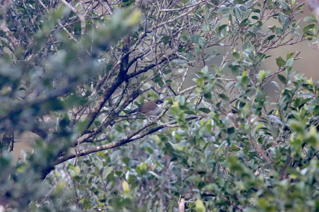 黑头鹛(Dumetia atriceps)