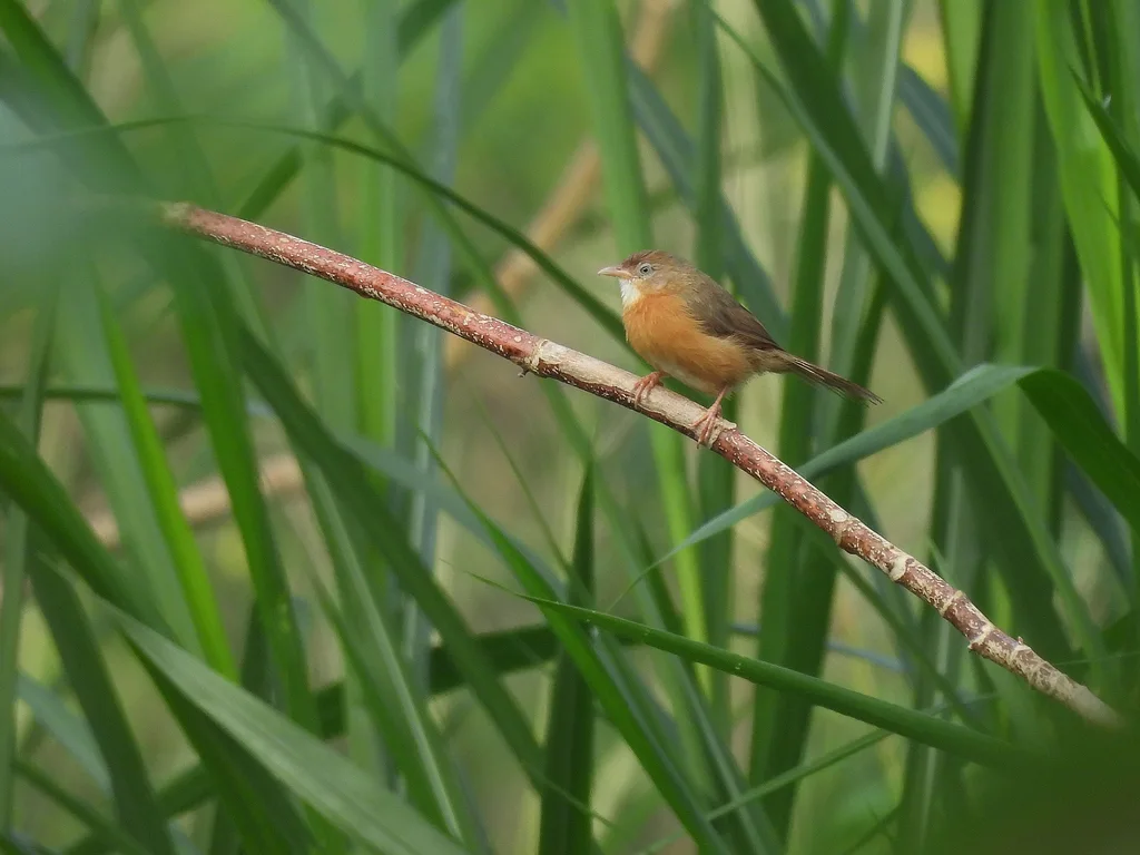 棕腹鹛(Dumetia hyperythra)