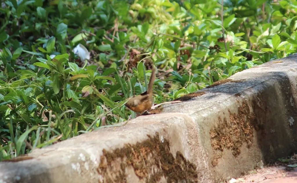 棕腹鹛(Dumetia hyperythra)