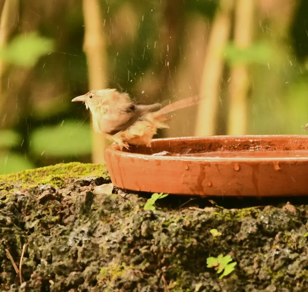 棕腹鹛(Dumetia hyperythra)