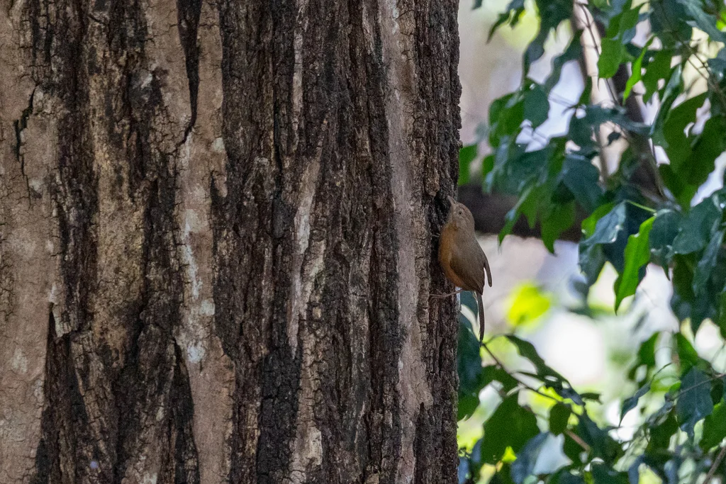 棕腹鹛(Dumetia hyperythra)