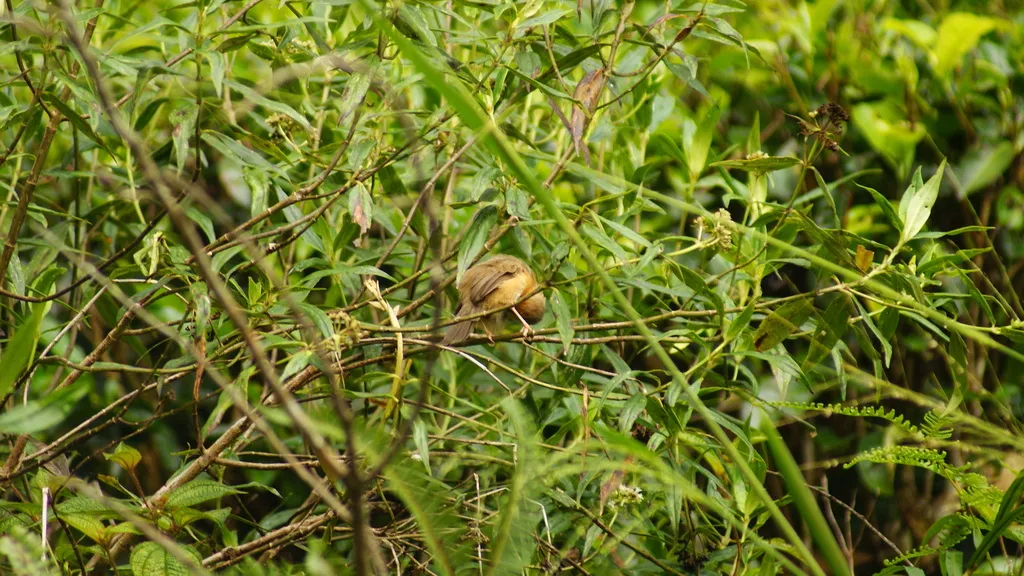 棕腹鹛(Dumetia hyperythra)
