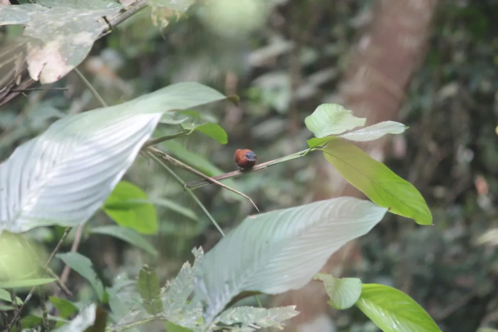 栗色疣眼鹟(Dyaphorophyia castanea)