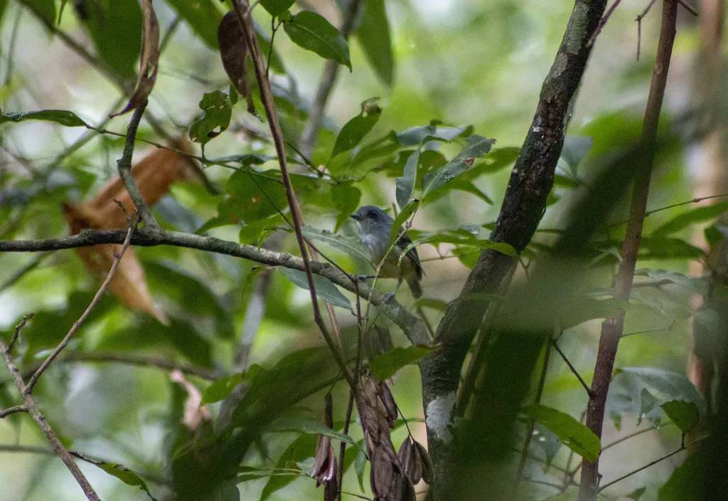 淡色蚁鵙(Dysithamnus mentalis)