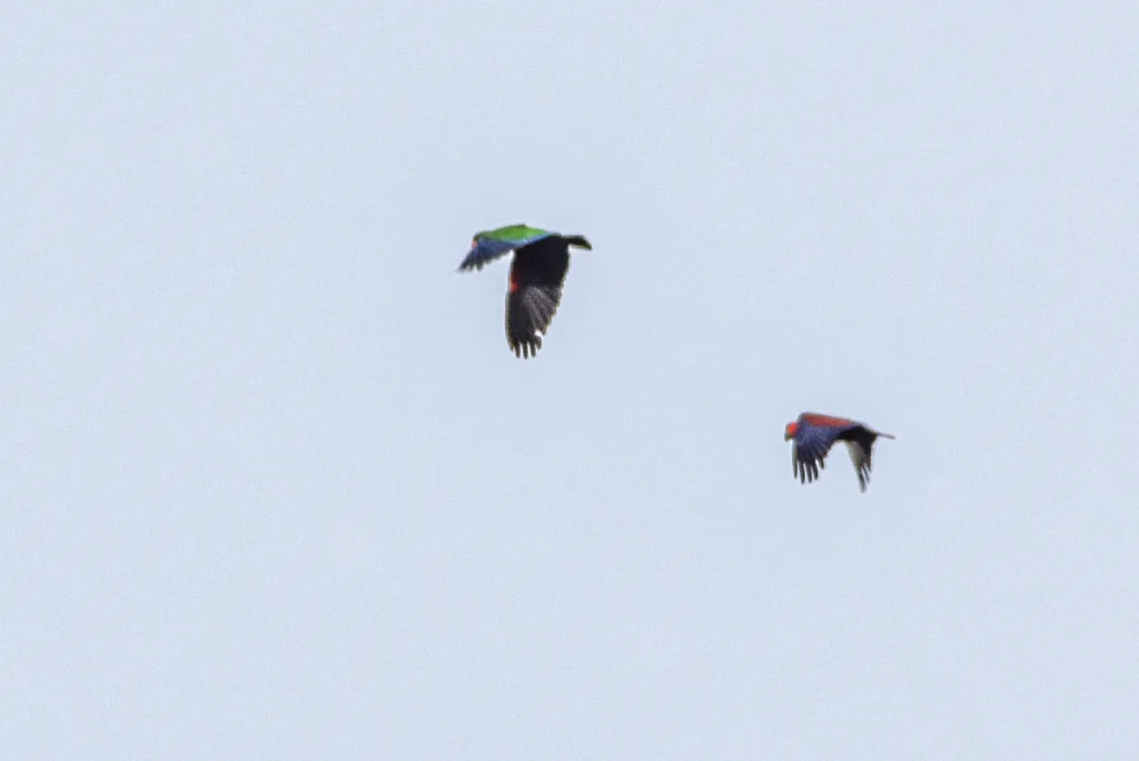 巴布亚红胁绿鹦鹉(Eclectus polychloros)