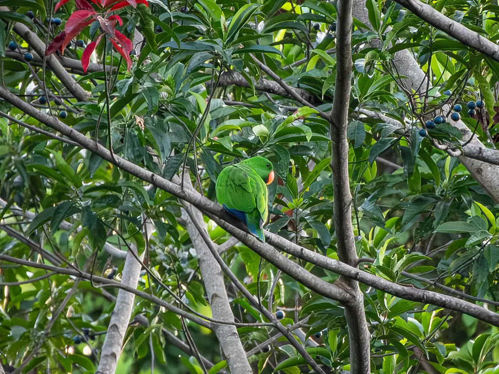 红胁绿鹦鹉(Eclectus roratus)