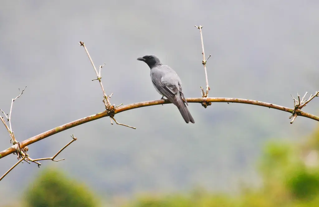 多氏鹃鵙(Edolisoma dohertyi)