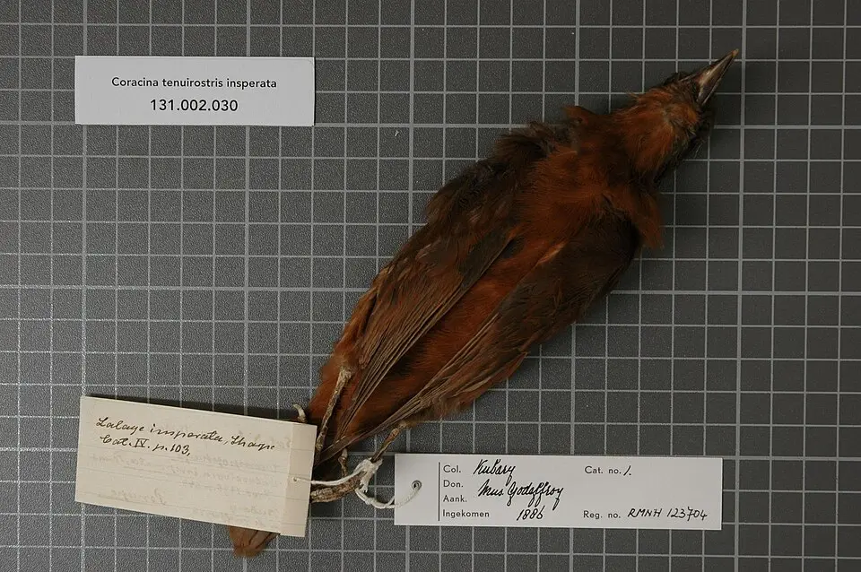 波岛鹃鵙（Edolisoma insperatum）