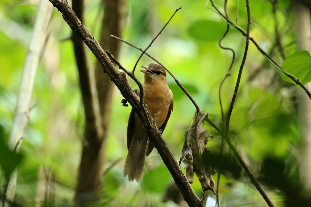 雅岛鹃鵙(Edolisoma nesiotis)