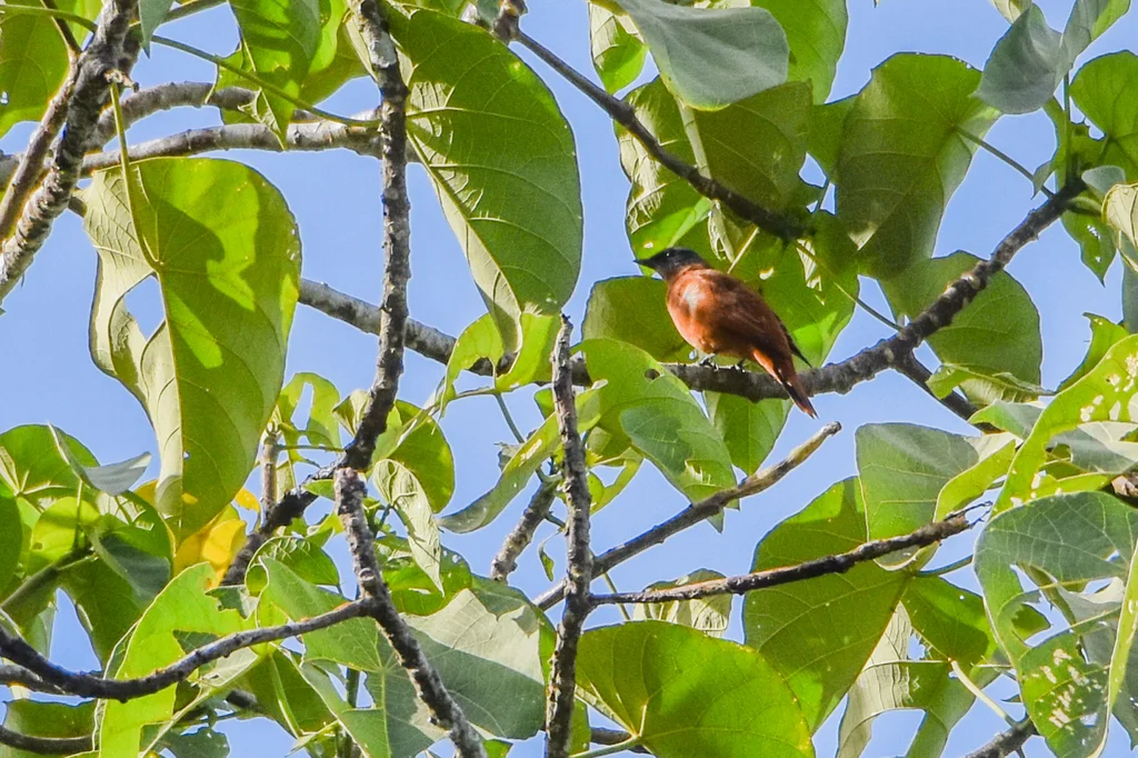 灰头鹃鵙(Edolisoma schisticeps)