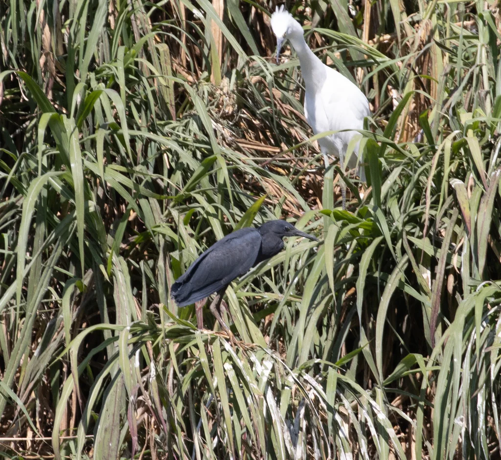 黑鹭(Egretta ardesiaca)