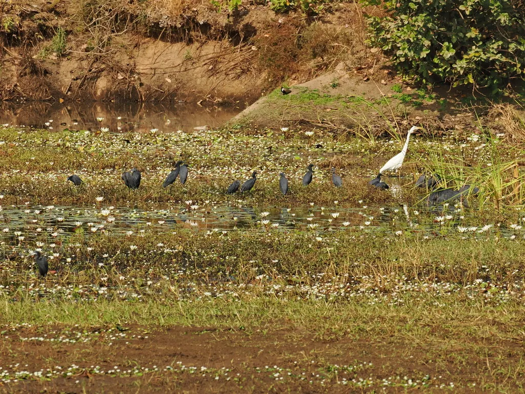 黑鹭(Egretta ardesiaca)
