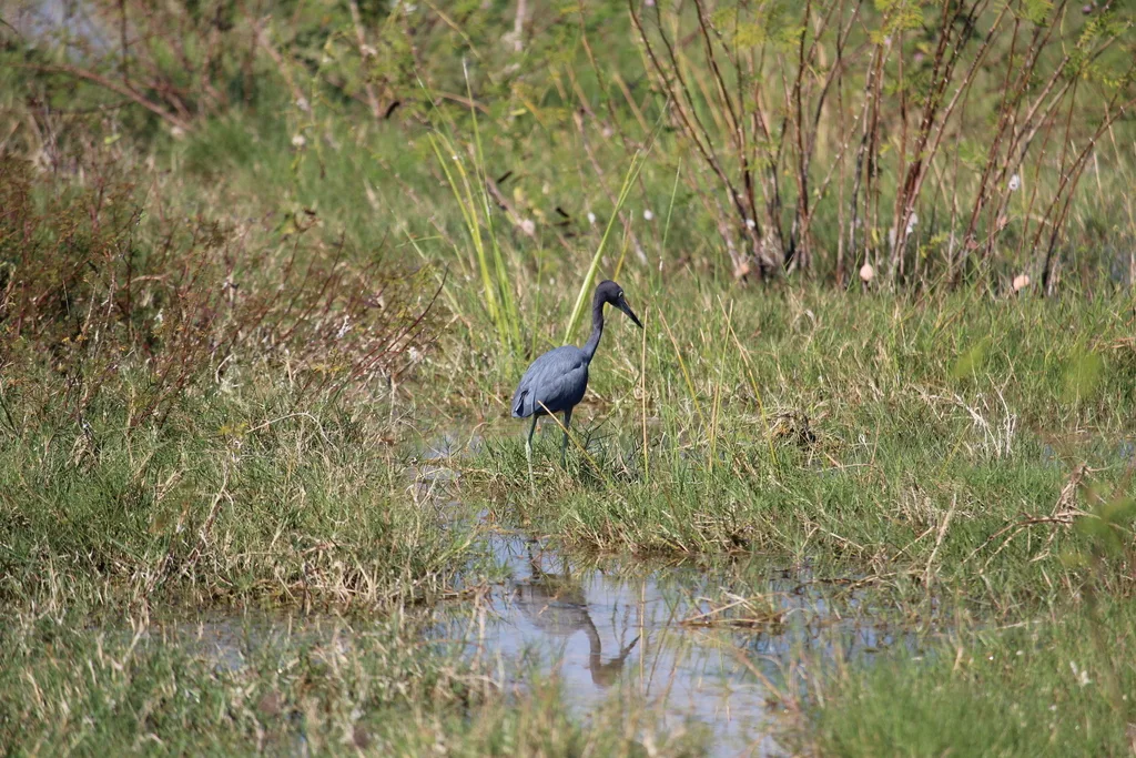 小蓝鹭(Egretta caerulea)