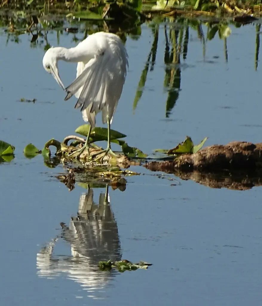 小蓝鹭(Egretta caerulea)