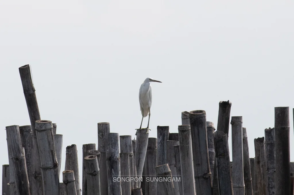 黄嘴白鹭(Egretta eulophotes)