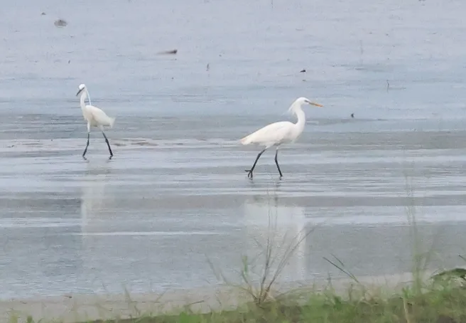 黄嘴白鹭(Egretta eulophotes)
