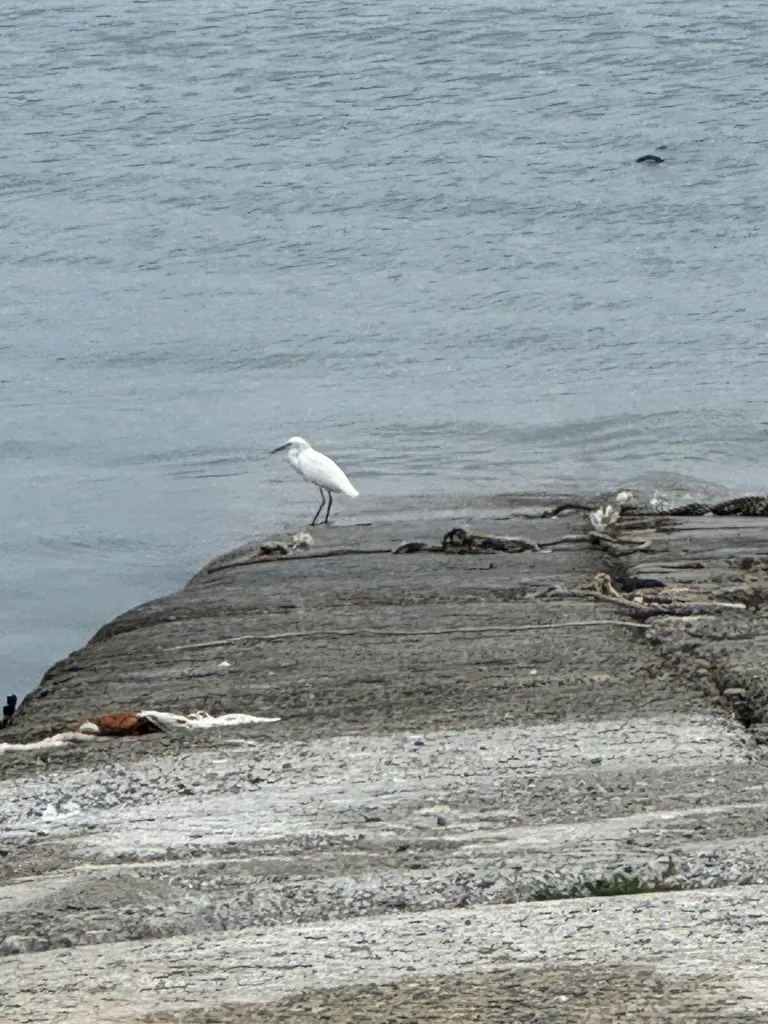 黄嘴白鹭(Egretta eulophotes)