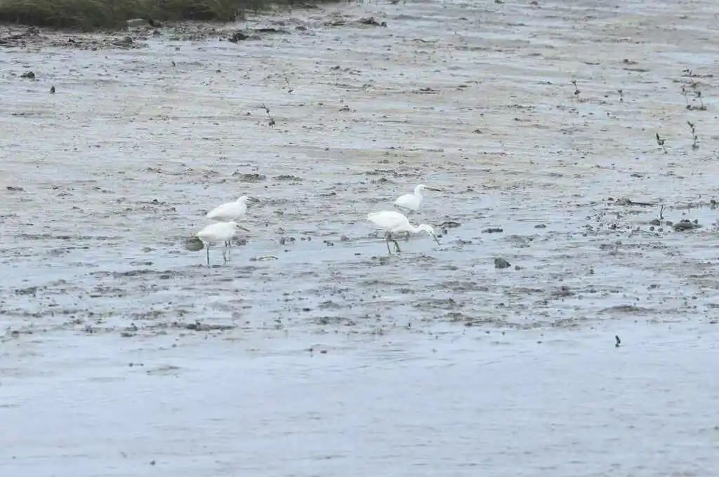 黄嘴白鹭(Egretta eulophotes)
