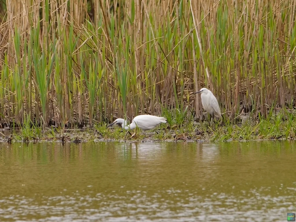 白鹭（Egretta garzetta）