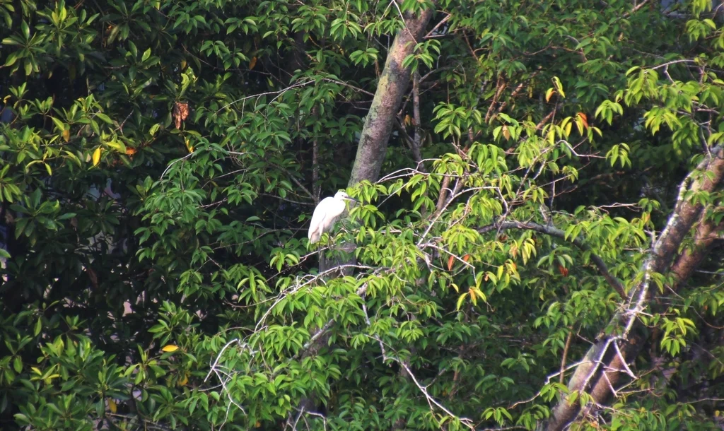 白鹭（Egretta garzetta）