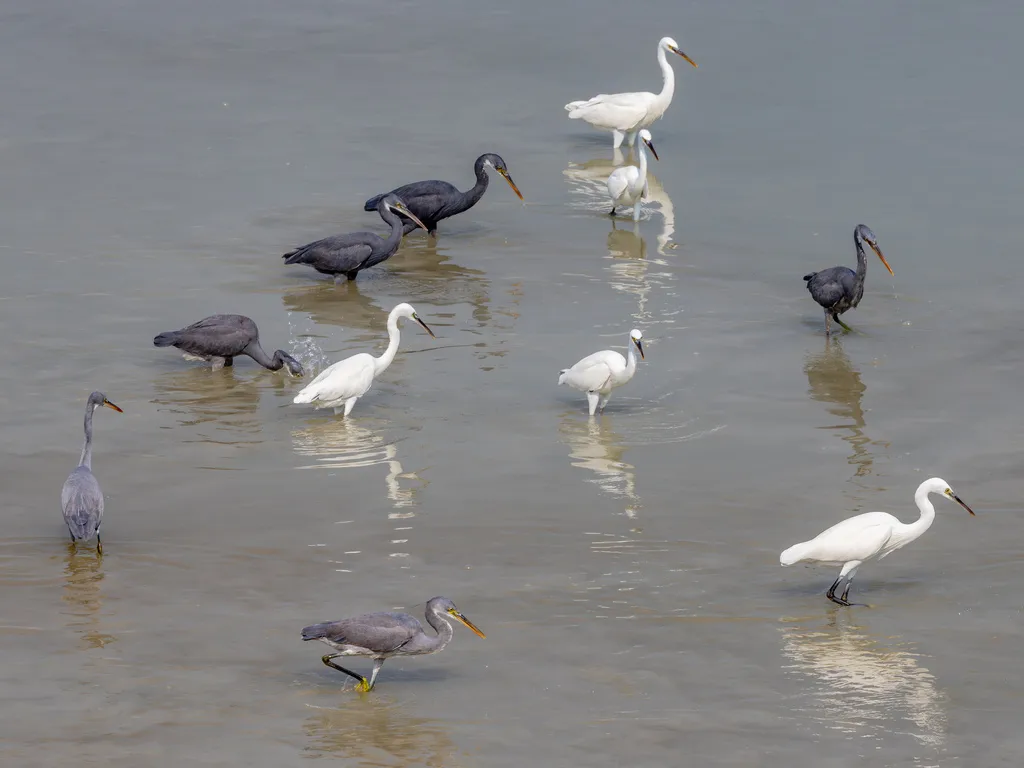 西岩鹭(Egretta gularis)