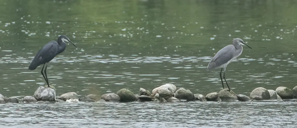 西岩鹭(Egretta gularis)