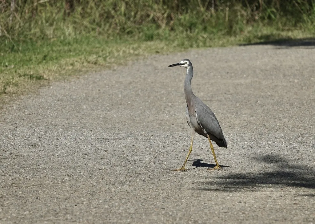白脸鹭(Egretta novaehollandiae)