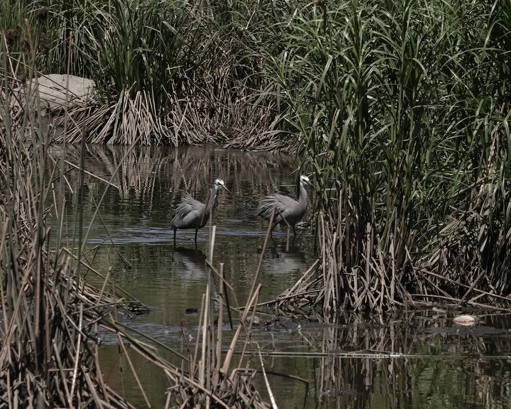 白脸鹭(Egretta novaehollandiae)