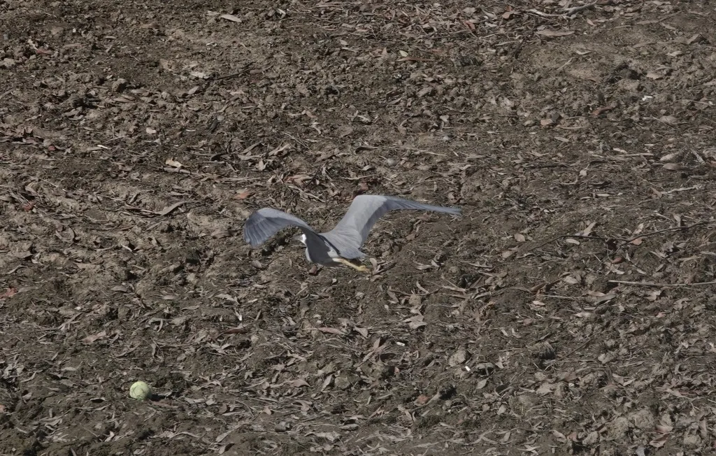 白脸鹭(Egretta novaehollandiae)
