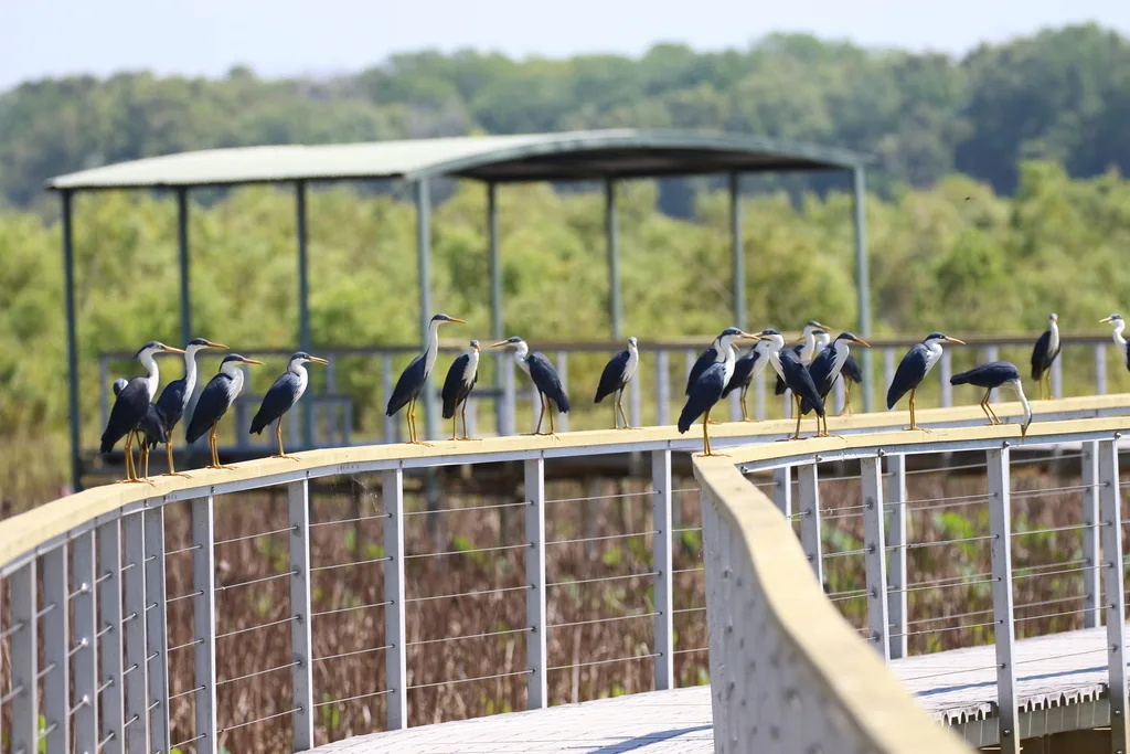 斑鹭(Egretta picata)