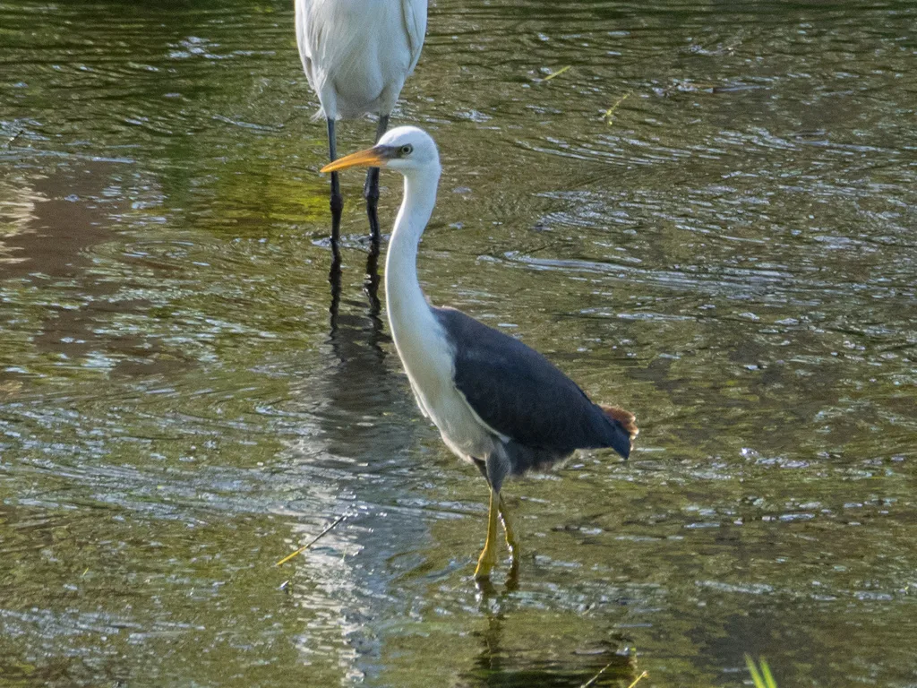 斑鹭(Egretta picata)