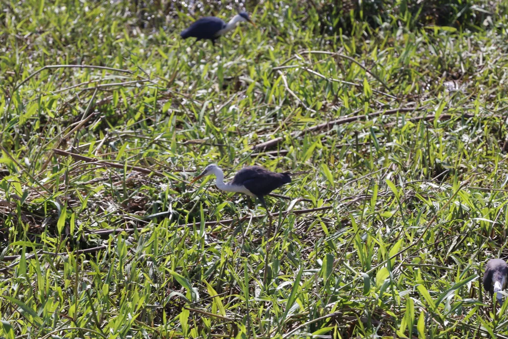 斑鹭(Egretta picata)