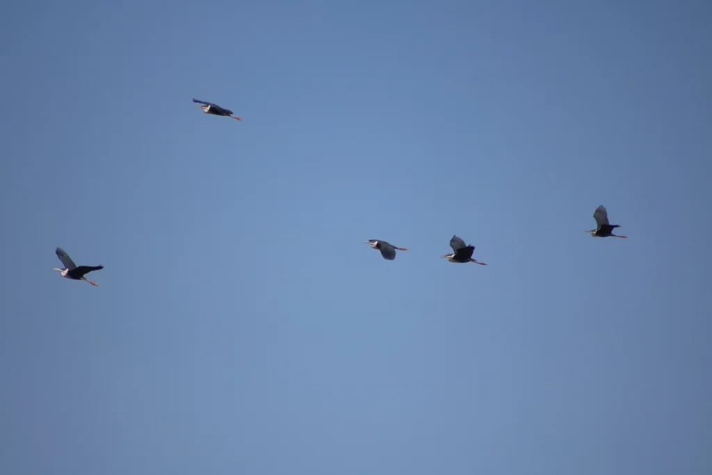 斑鹭(Egretta picata)
