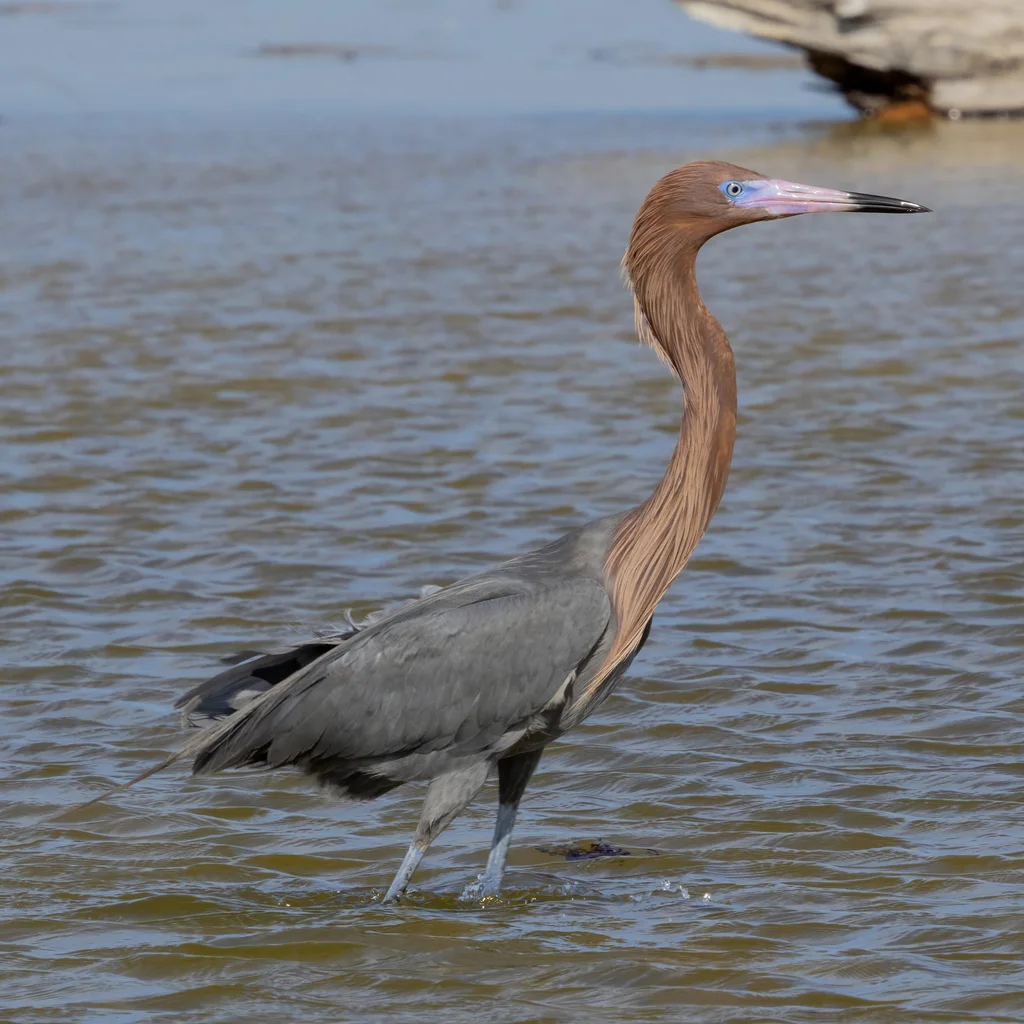 棕颈鹭(Egretta rufescens)