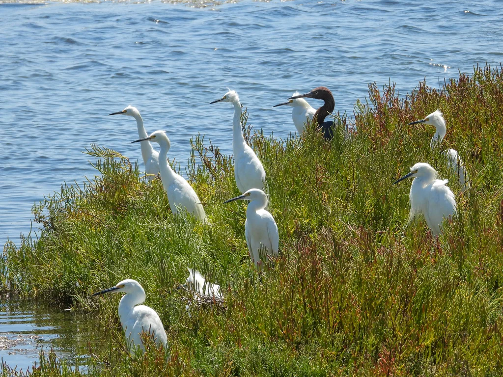 棕颈鹭(Egretta rufescens)