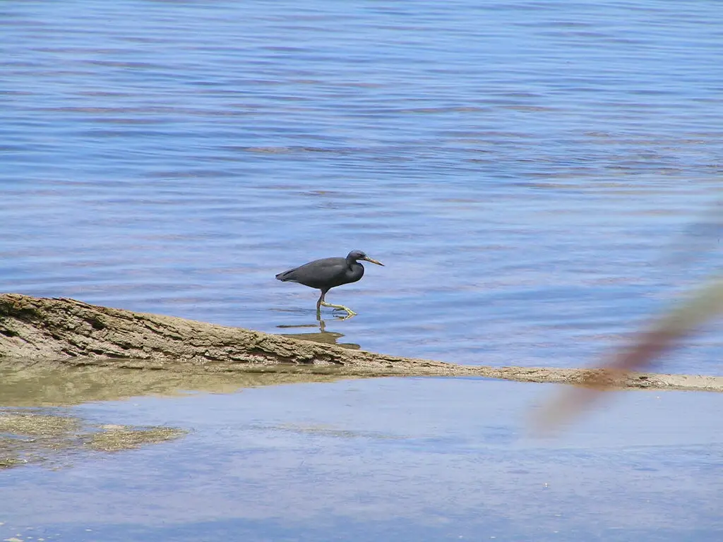 岩鹭(Egretta sacra)