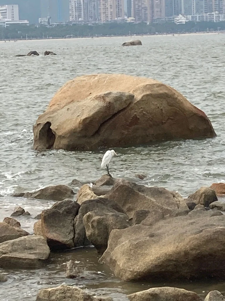 岩鹭(Egretta sacra)