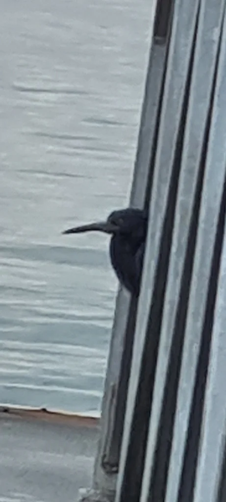 岩鹭(Egretta sacra)