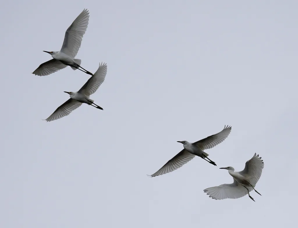 雪鹭（Egretta thula）