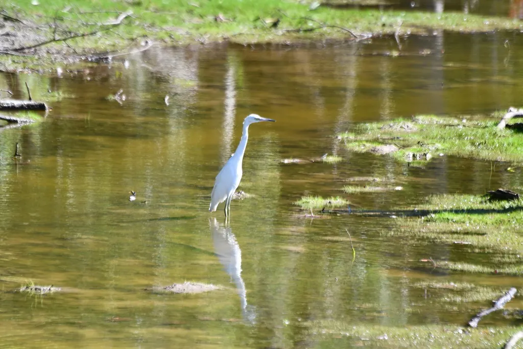 雪鹭（Egretta thula）